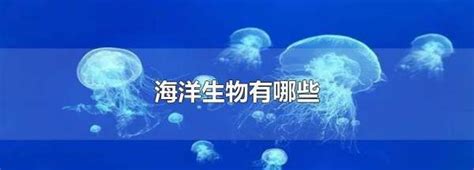 海洋生物有哪些|海洋动物（海洋中异养型生物的总称）